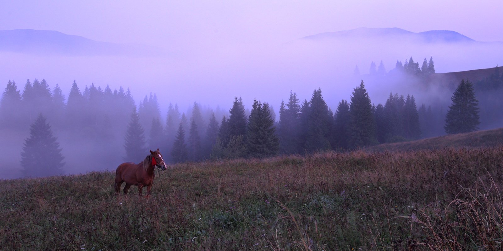 горы, карпаты, лошадь, туман, утро, Sergii Markov