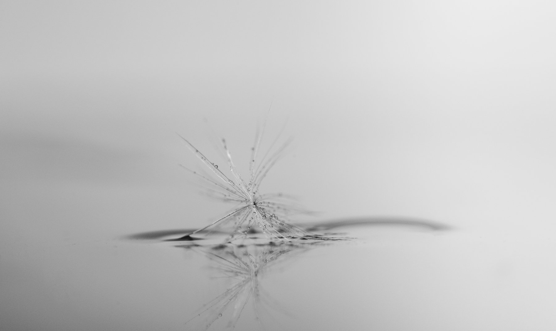 макро, одуванчик, ч/б, macro, dandelion, b/w, Артём Корнев