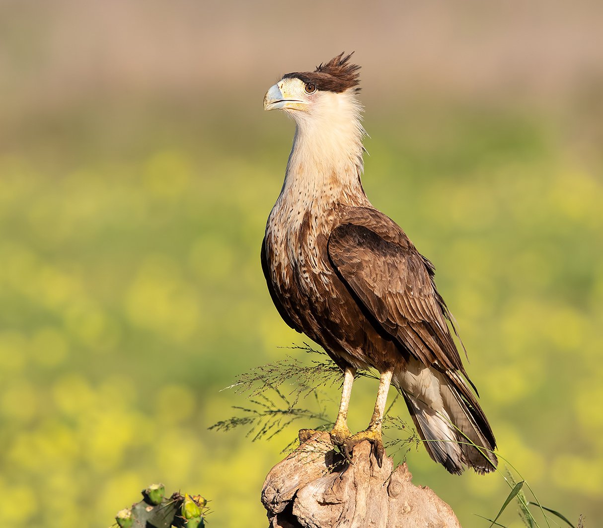 каракара, crested caracara, caracara, tx, texas, хищные птицы, Elizabeth Etkind