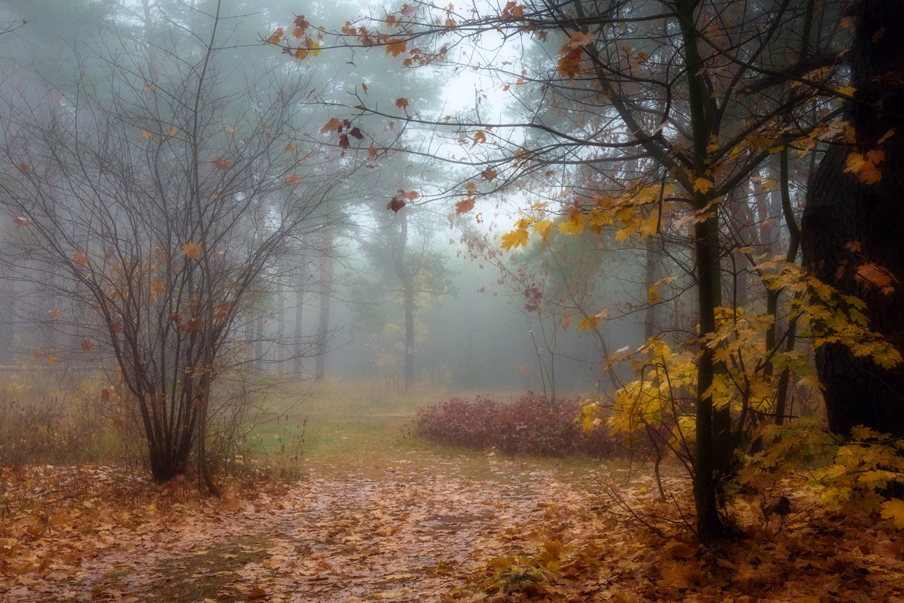 Народный календарь на ноябрь на каждый день. Приметы на погоду. 1 ноября приметы. Народные приметы октября. Осенний лес в тумане.