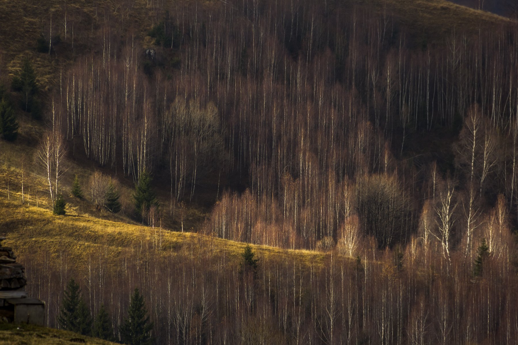 trees landscape photography , Comșa Bogdan