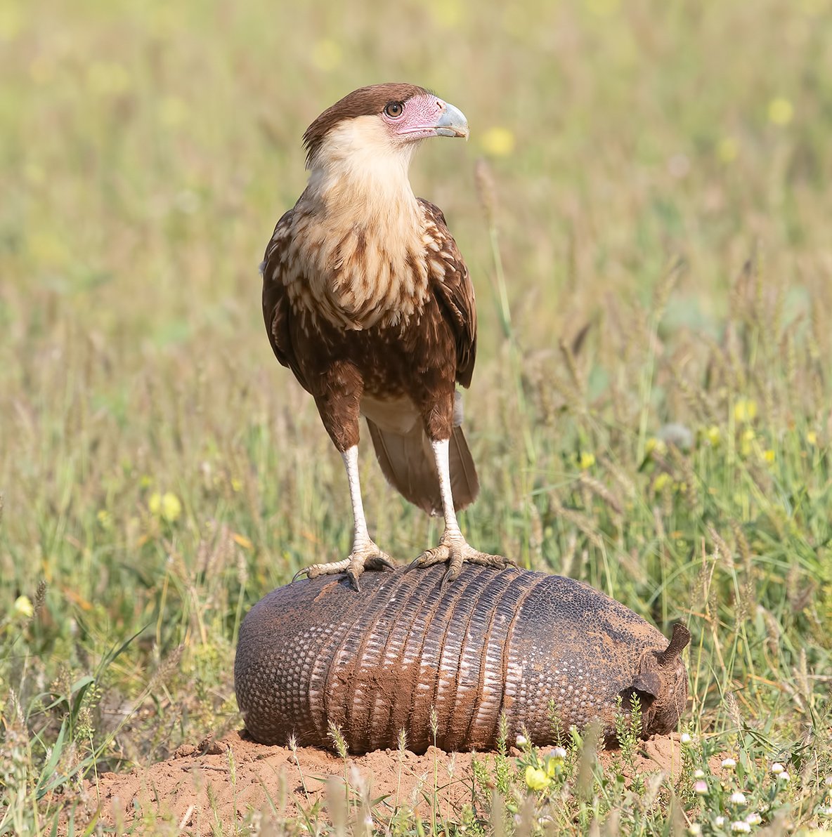 каракара, crested caracara, caracara, tx, texas, хищные птицы, Elizabeth Etkind