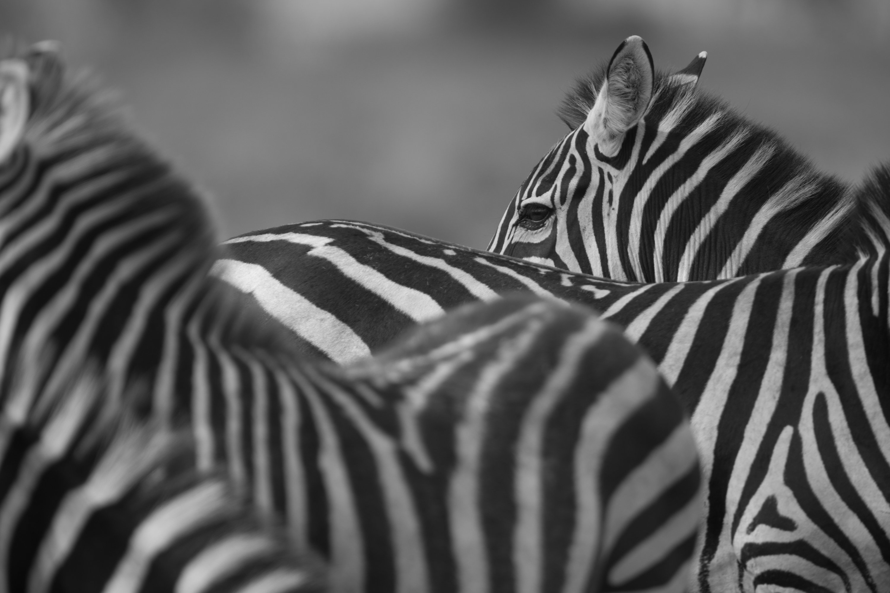 #zebra #animal #ndutu, Patrick Hozza