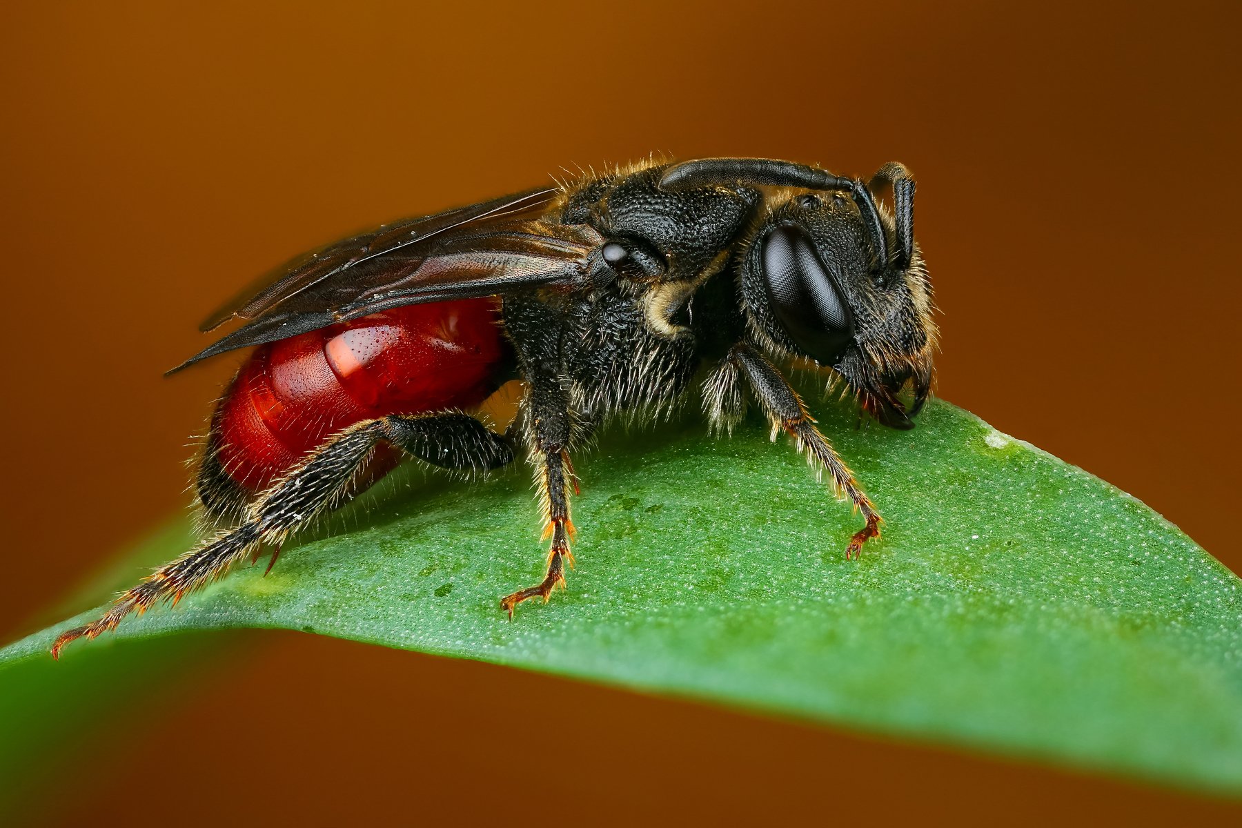 пчела макро природа трава цвет зеленый растение коричневый, Андрей Шаповалов