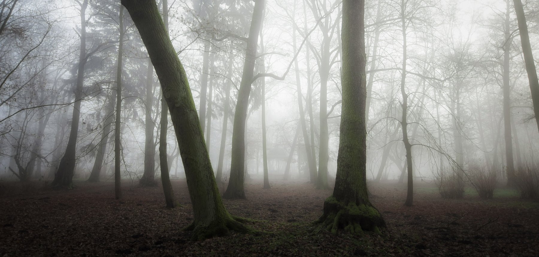 Park,Fog,Nature,Landscape,Trees,Light,Nikon,Mist,Winter,Atmosphere,Morning, Krzysztof Tollas