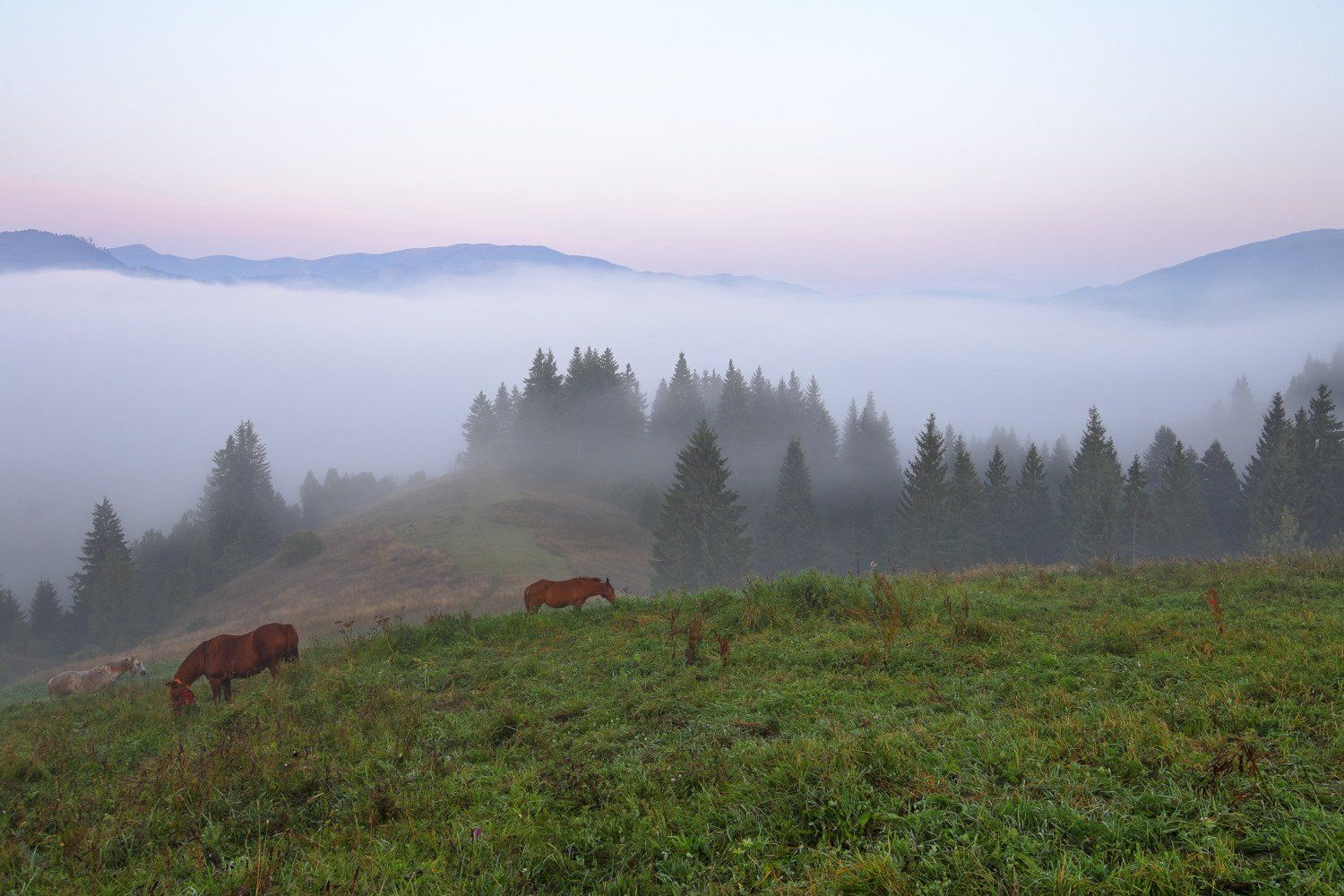 горы карпаты лошади кони туман утро долина, Sergii Markov