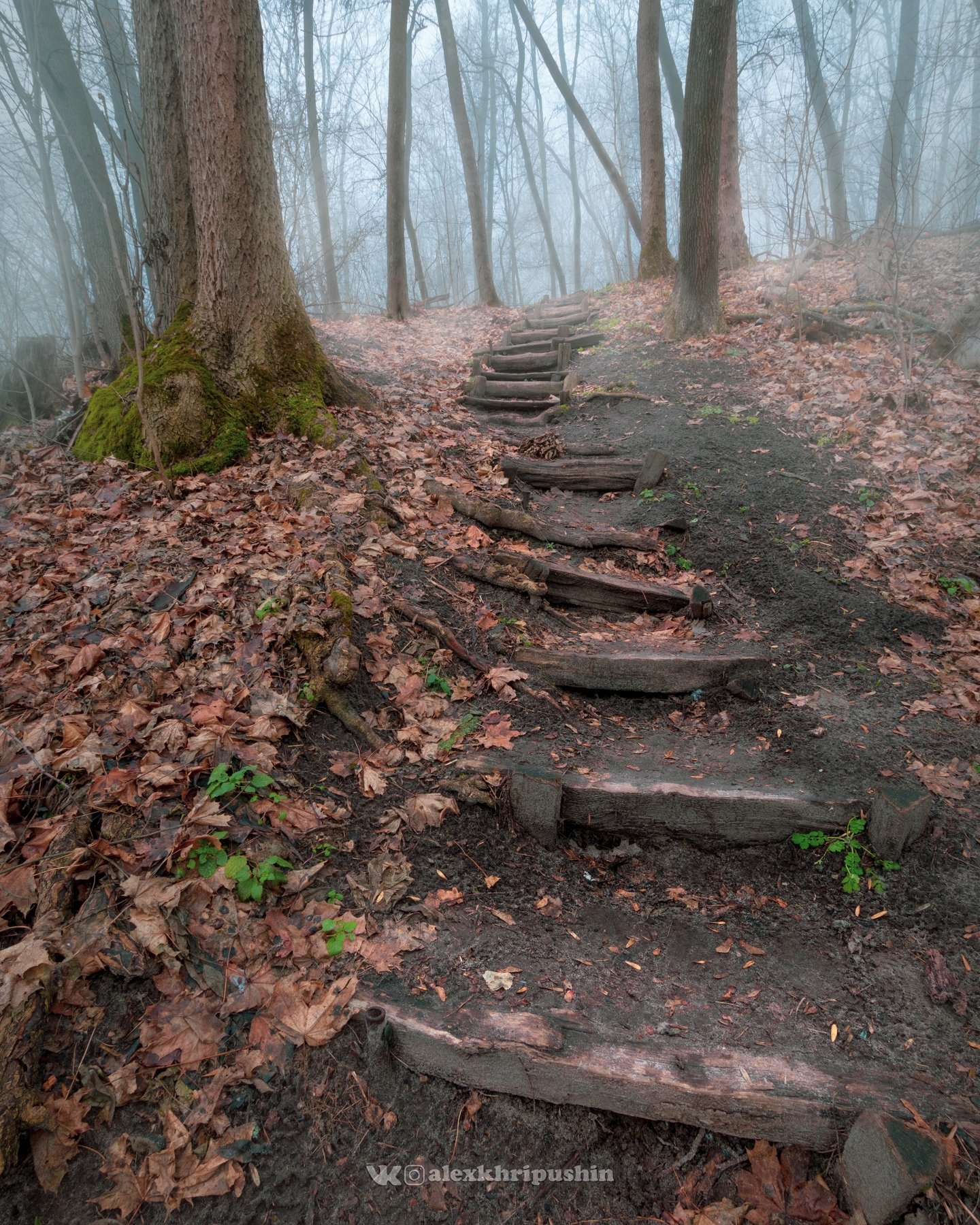 forest fog mist outdoors nopeople landscape winter trees path nature wideangle, Александр Хрипушин