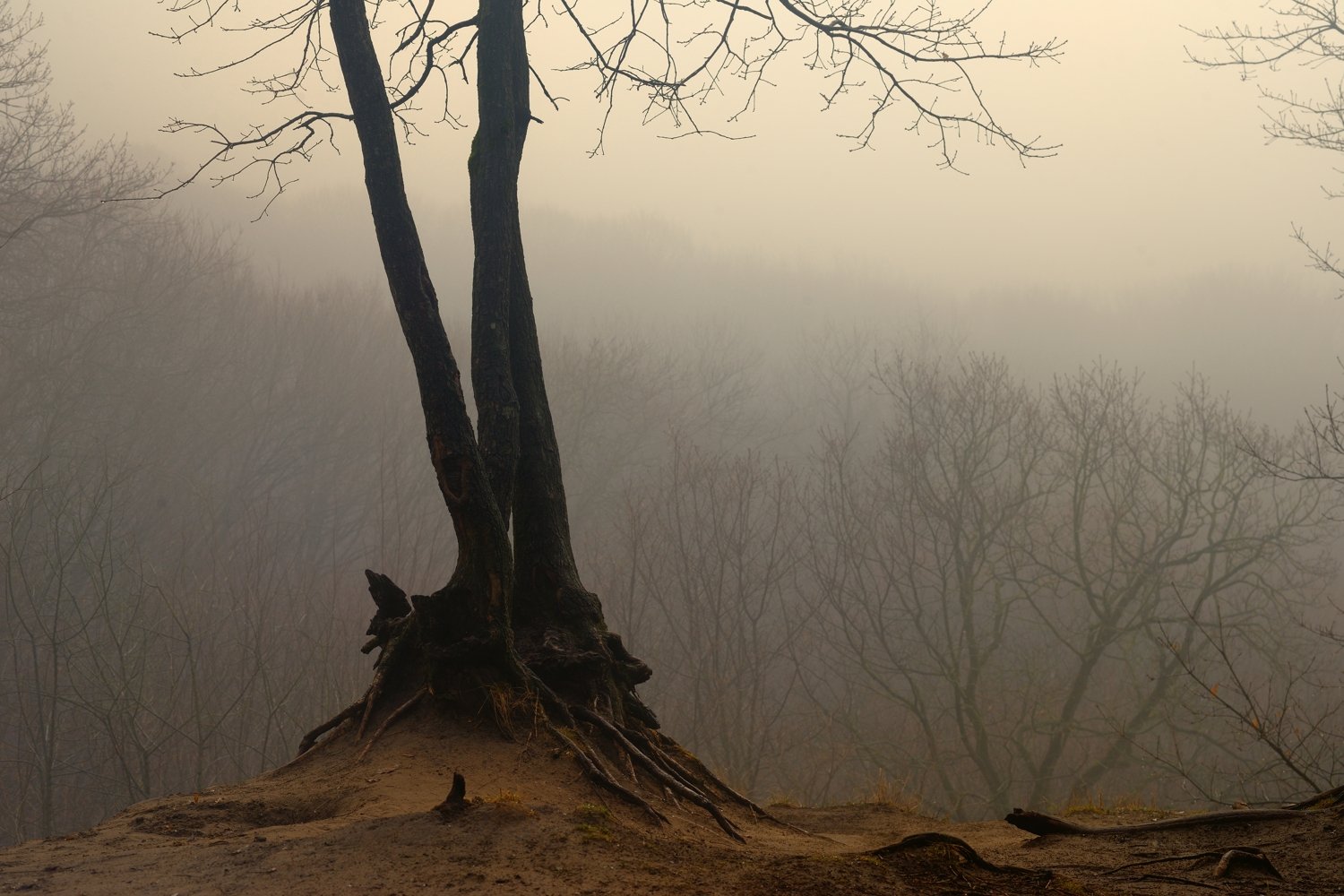 лес зима дерево туман зима, Александр Жарников