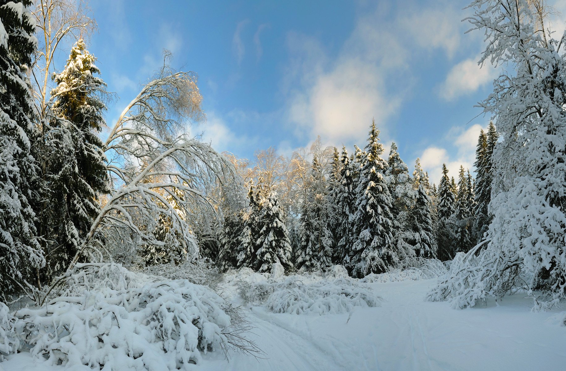 зима, снег, зимний лес, Сергей Седов