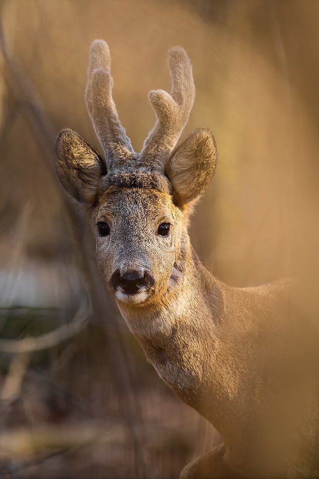 deer, roe, nature, poland, animal, forest, portraitw, nikon, sigma, Grzegorz Dąbek