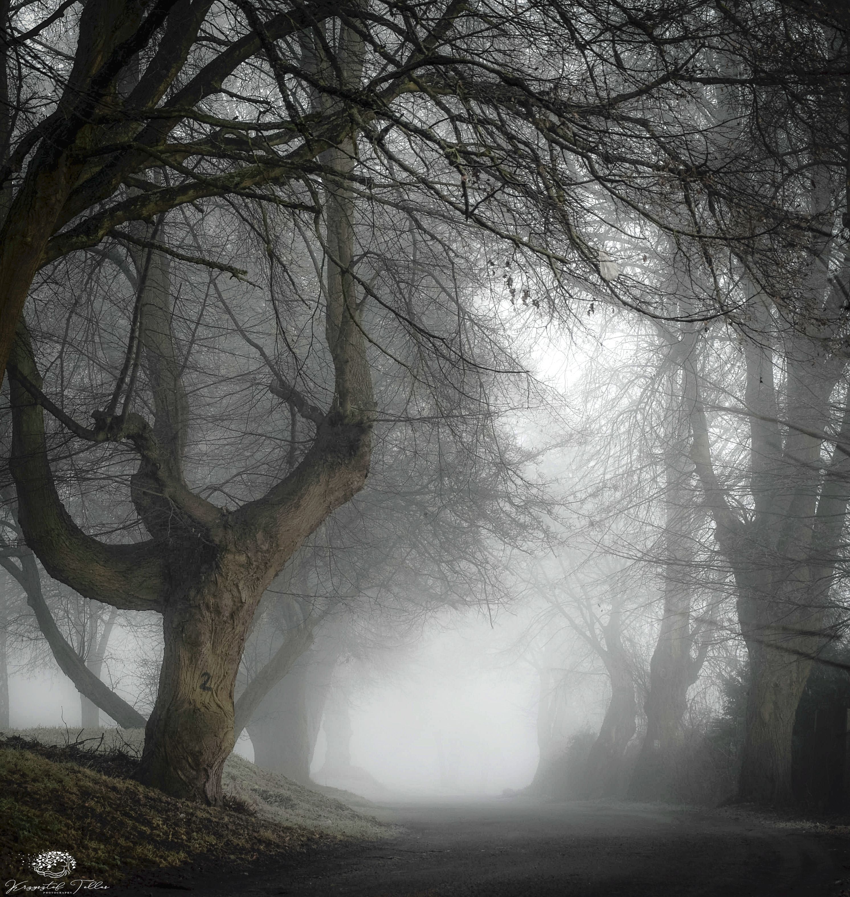 road,fog,hazy,sky,dawn,trees,landscape,nature,nikon,light,atmosphere,mist,winter,, Krzysztof Tollas