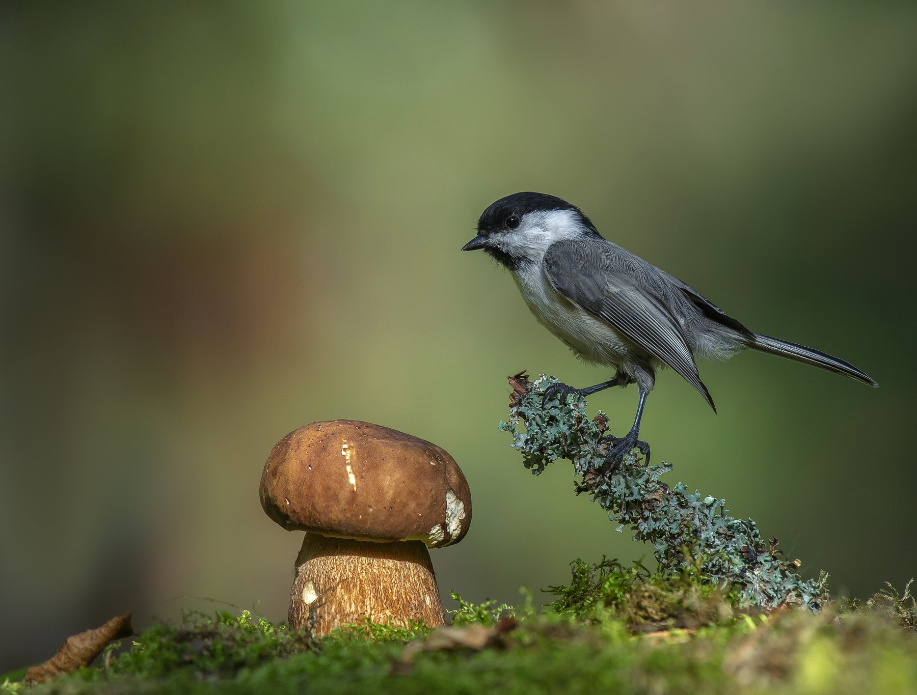 птицы,природа, лето,грибы, Андрей Киселёв