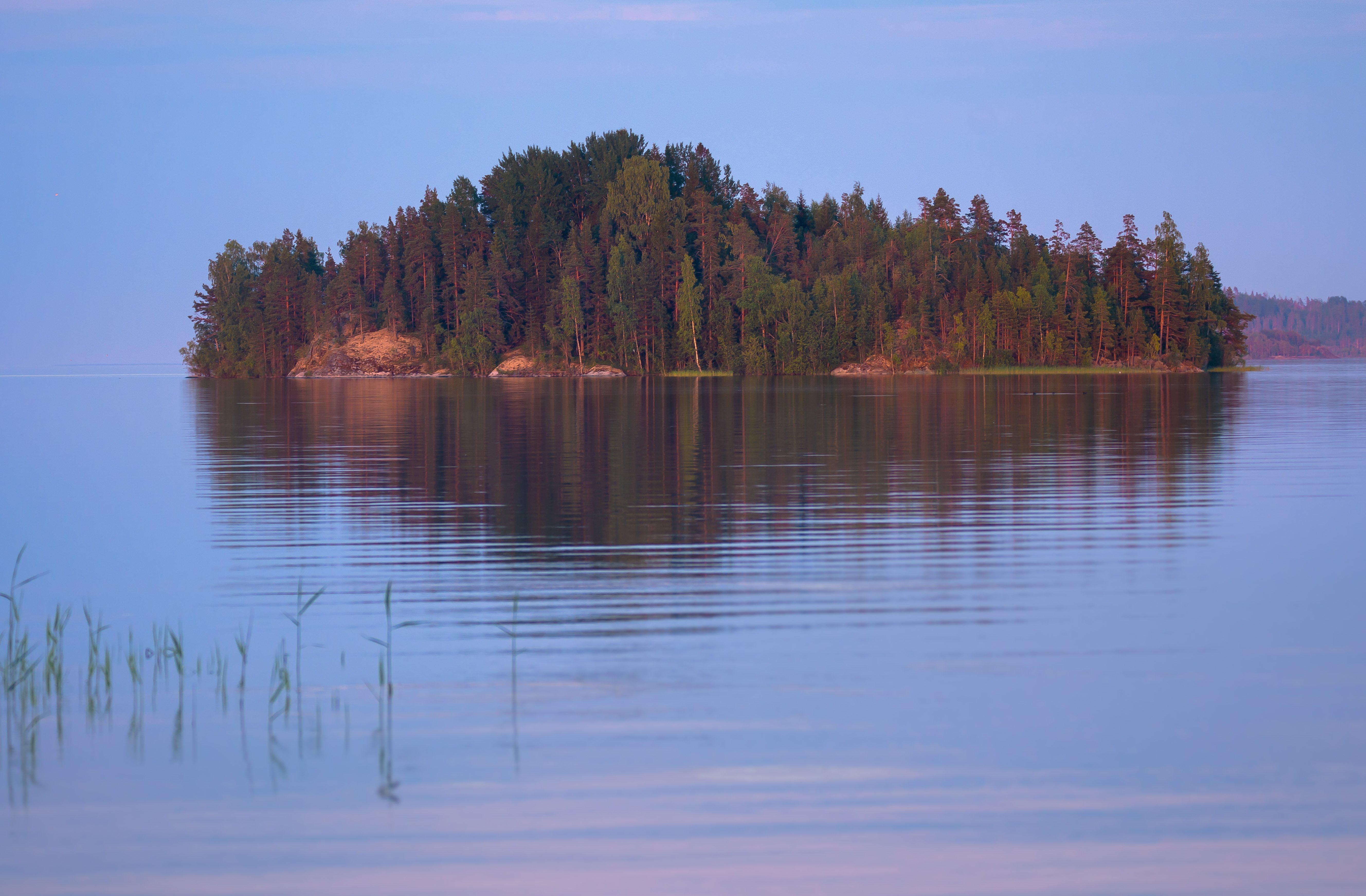 Ладожское озеро, закат, отровок, хвойный лес, вечерний свет, вечер на Ладоге, отражение, тростник, Ксения Соварцева