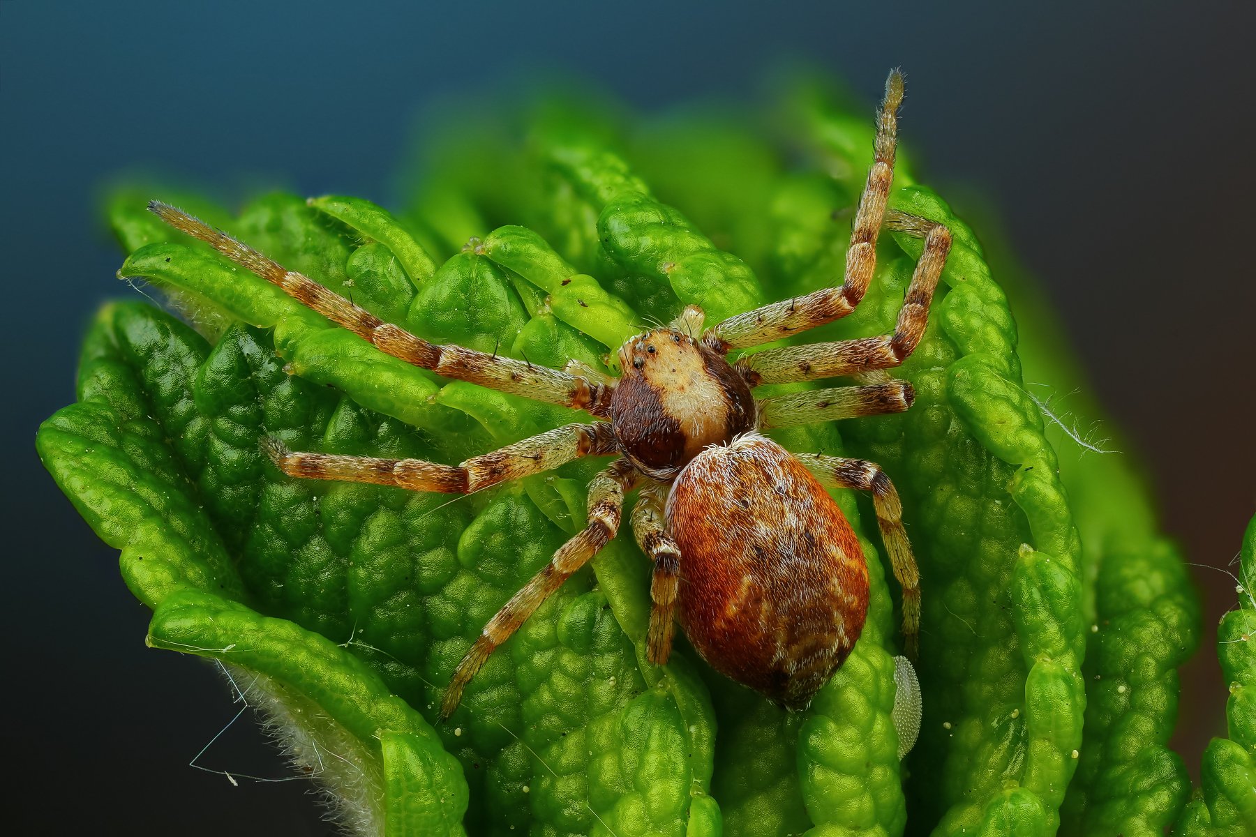 паук макро природа лист цвет зеленый растение, Андрей Шаповалов