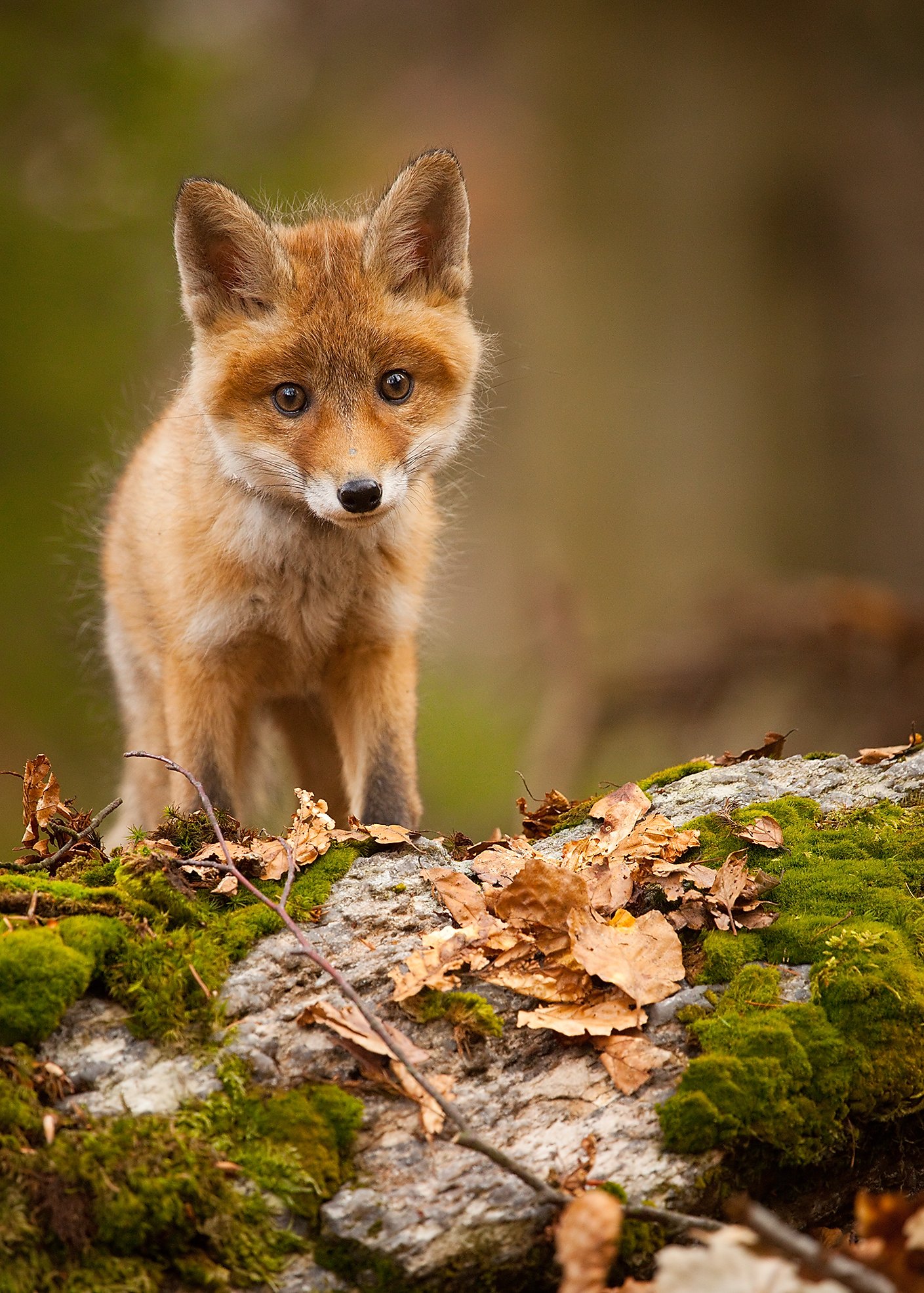 , Robert Adamec