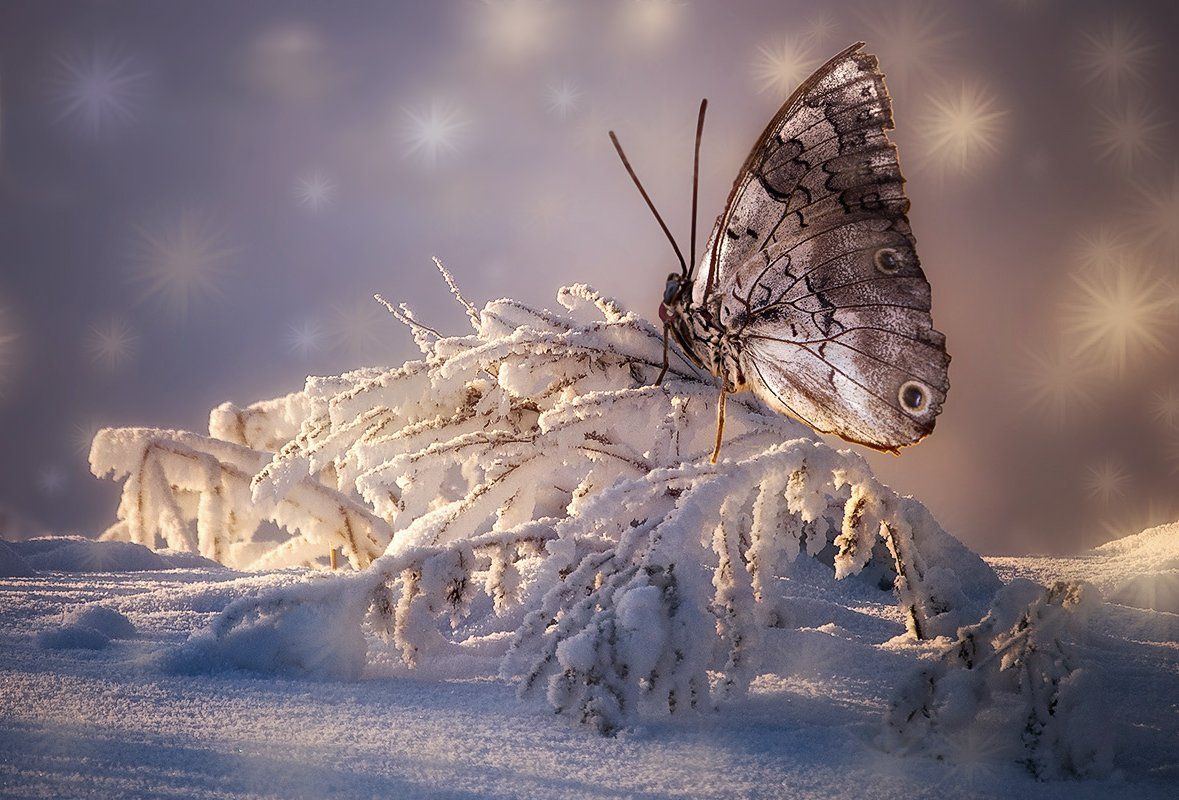 бабочка, новый год, Татьяна Москальчук