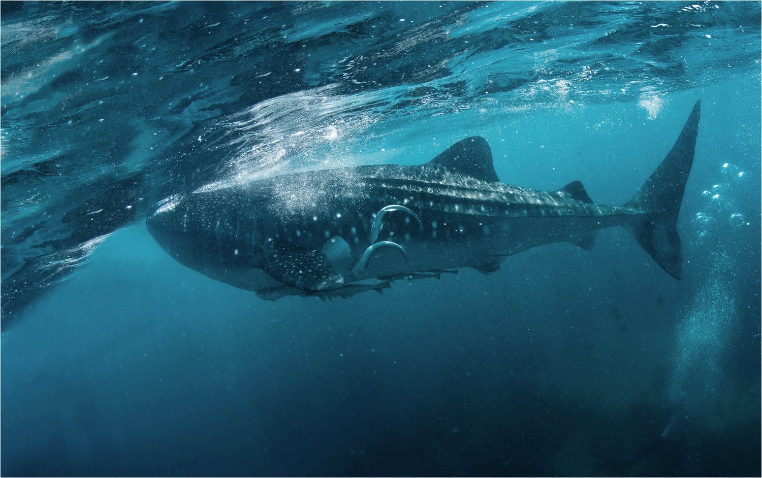 филиппины, китовая акула, рыбы прилипалы, природа, океан, Сергей Гаспарян