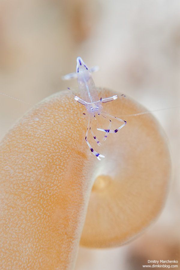 shrimp, креветка, underwater, Дмитрий