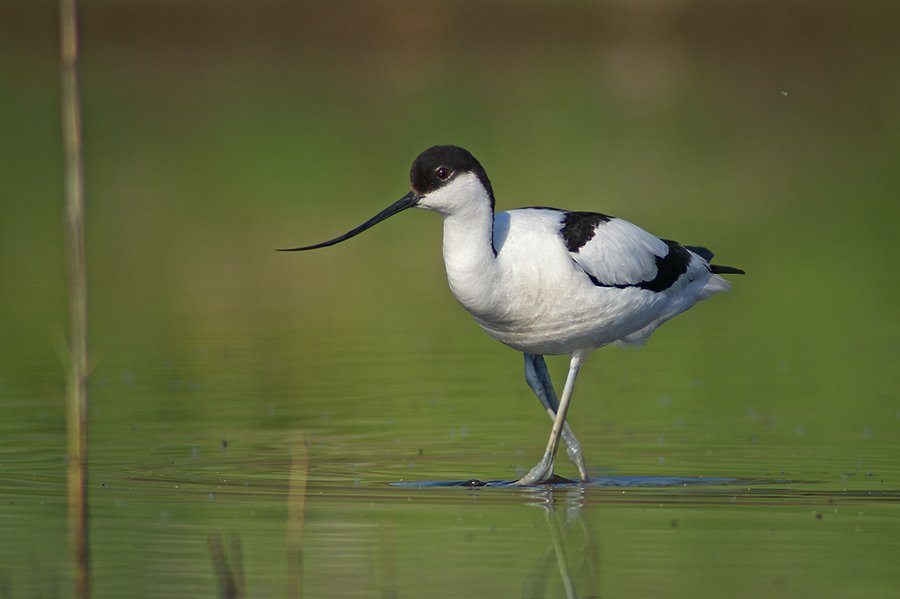 avocet ,шилоклювка, саблеклюн, Евгени Стефанов