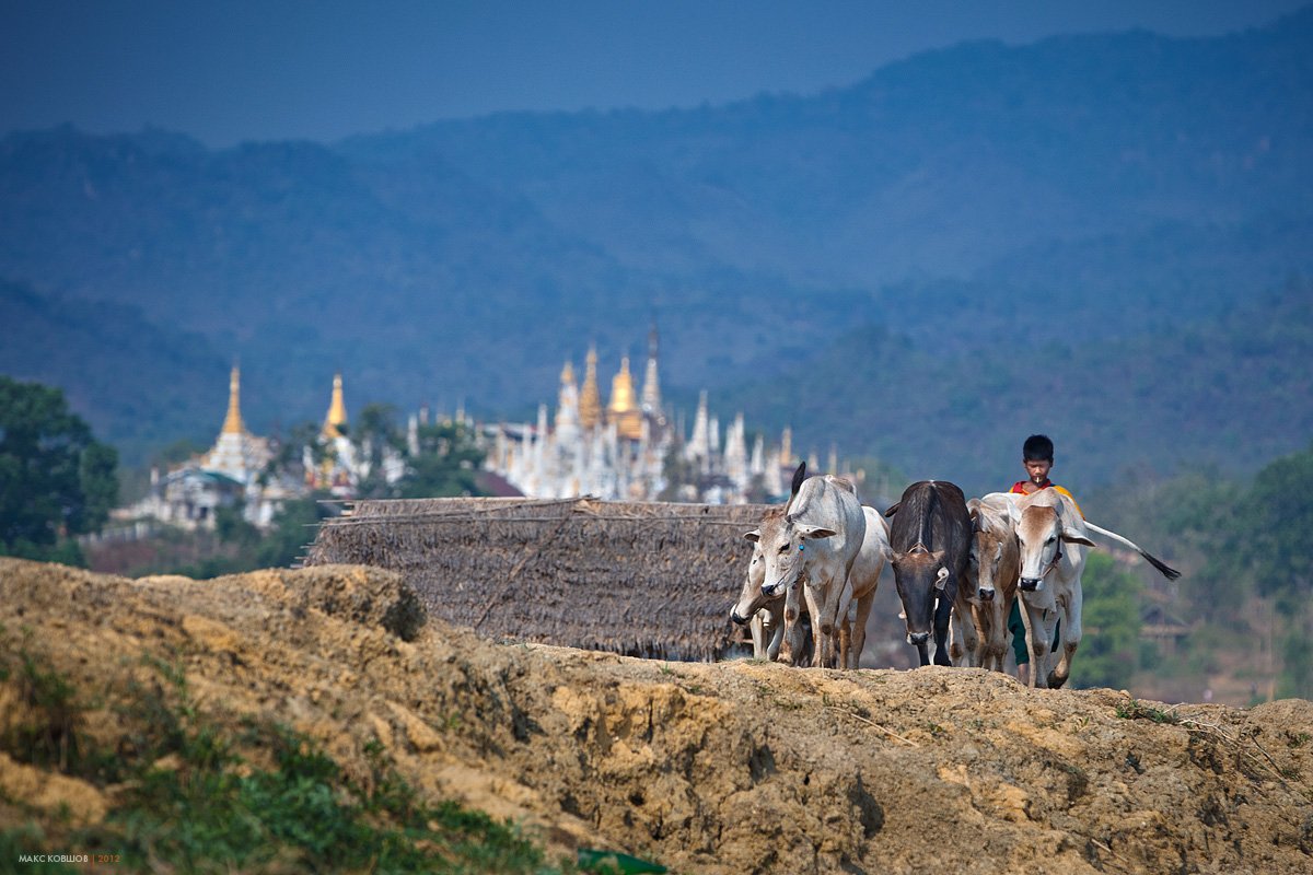 мьянма, бирма, озеро инле, мальчик, буйвол, корова, пастух, Макс Ковшов