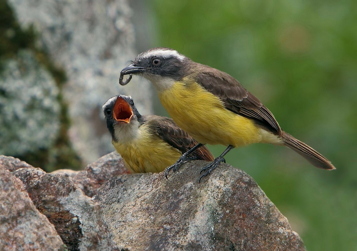 птицы, бразилия, питанга-крошка, Елена Давыдова