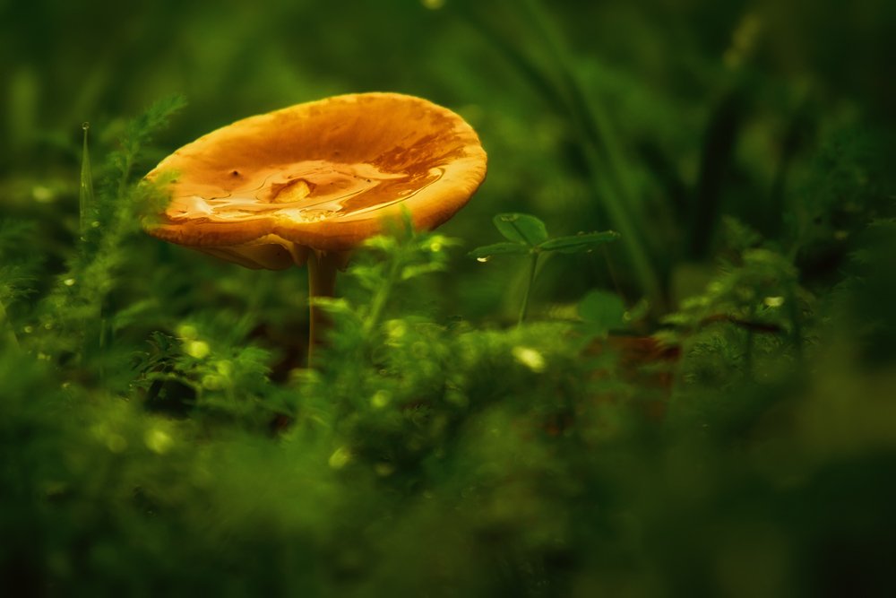 mushroom, golden, rain, grass, green, Zdravko