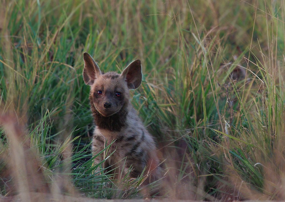полосатая гиена, hyaena hyaena, индия, хищники, Sergey Volkov