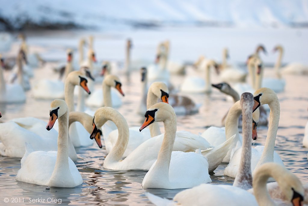 swans, winter, nature, oleg serkiz, олег серкиз, Oleg Serkiz