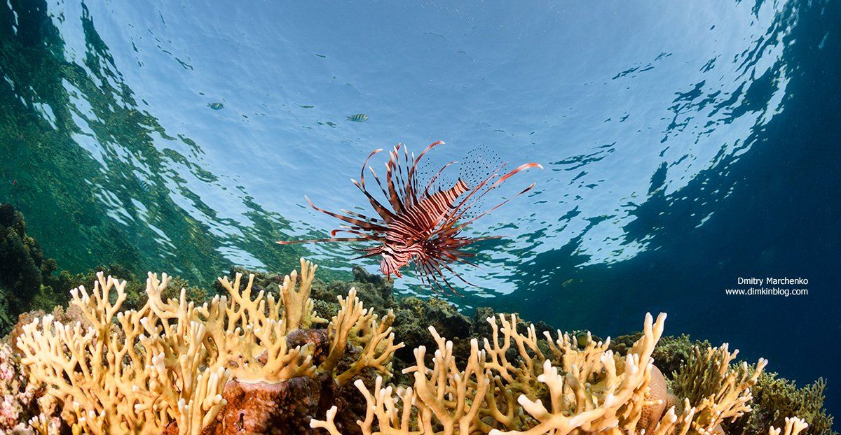 крылатка, lion fish,underwater, Дмитрий