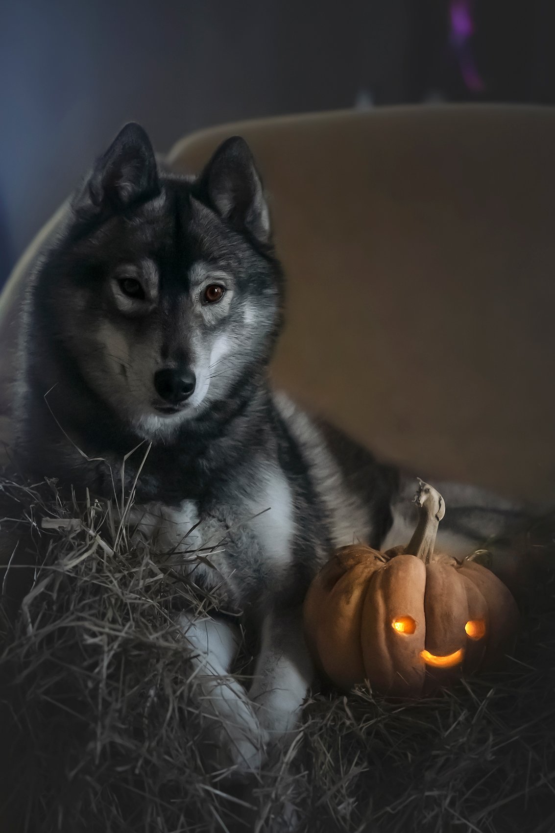 husky, dogs, siberian husky, halloween, pumphik, Erika Tsogoeva