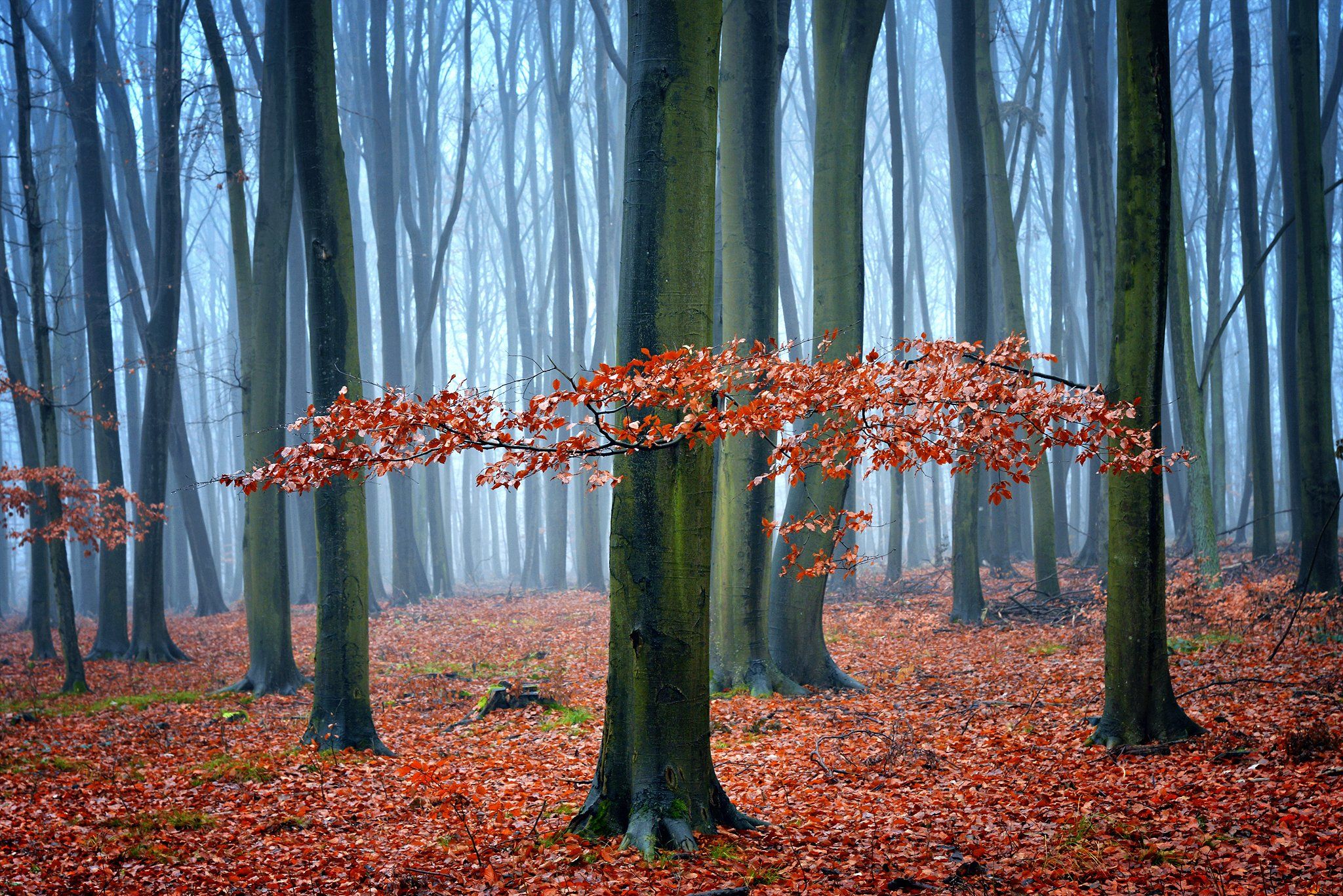 осенний лес forest autumn magic mist foggy red dranikowski tree leaf poland trees, Radoslaw Dranikowski