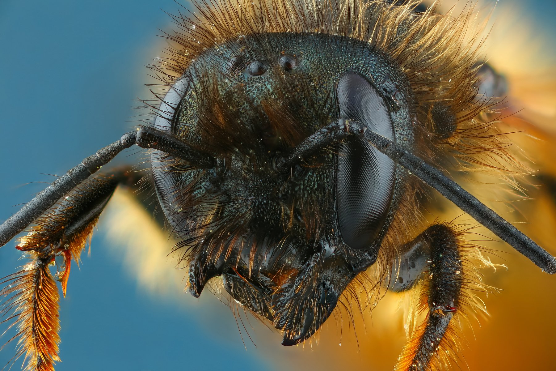 пчела макро природа усы цвет голубой портрет, Андрей Шаповалов