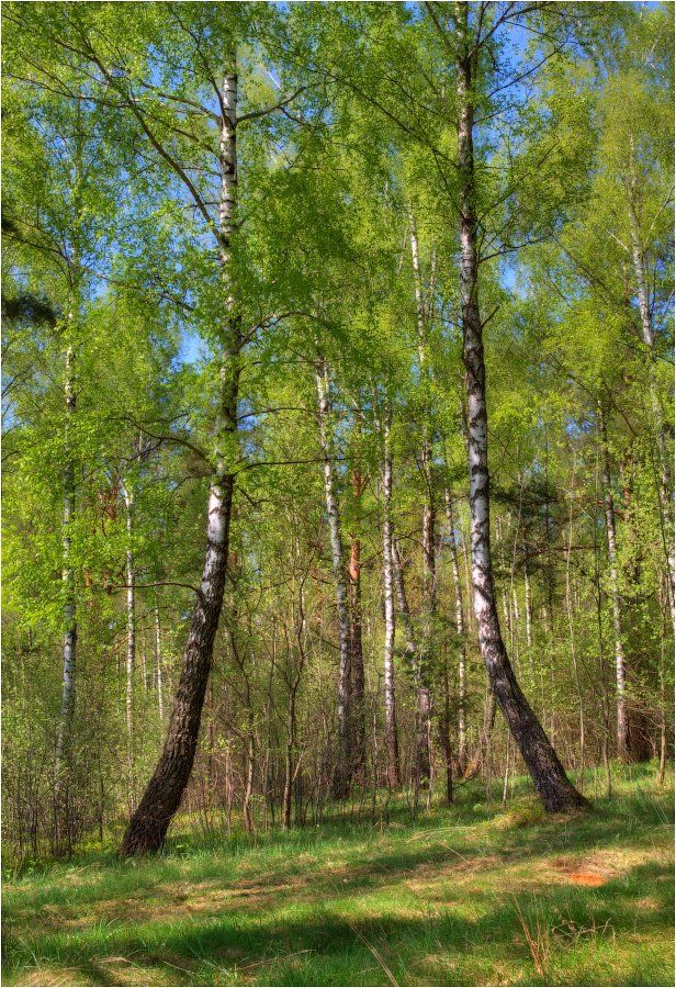 весна, лес, березы,, Сергей Шабуневич