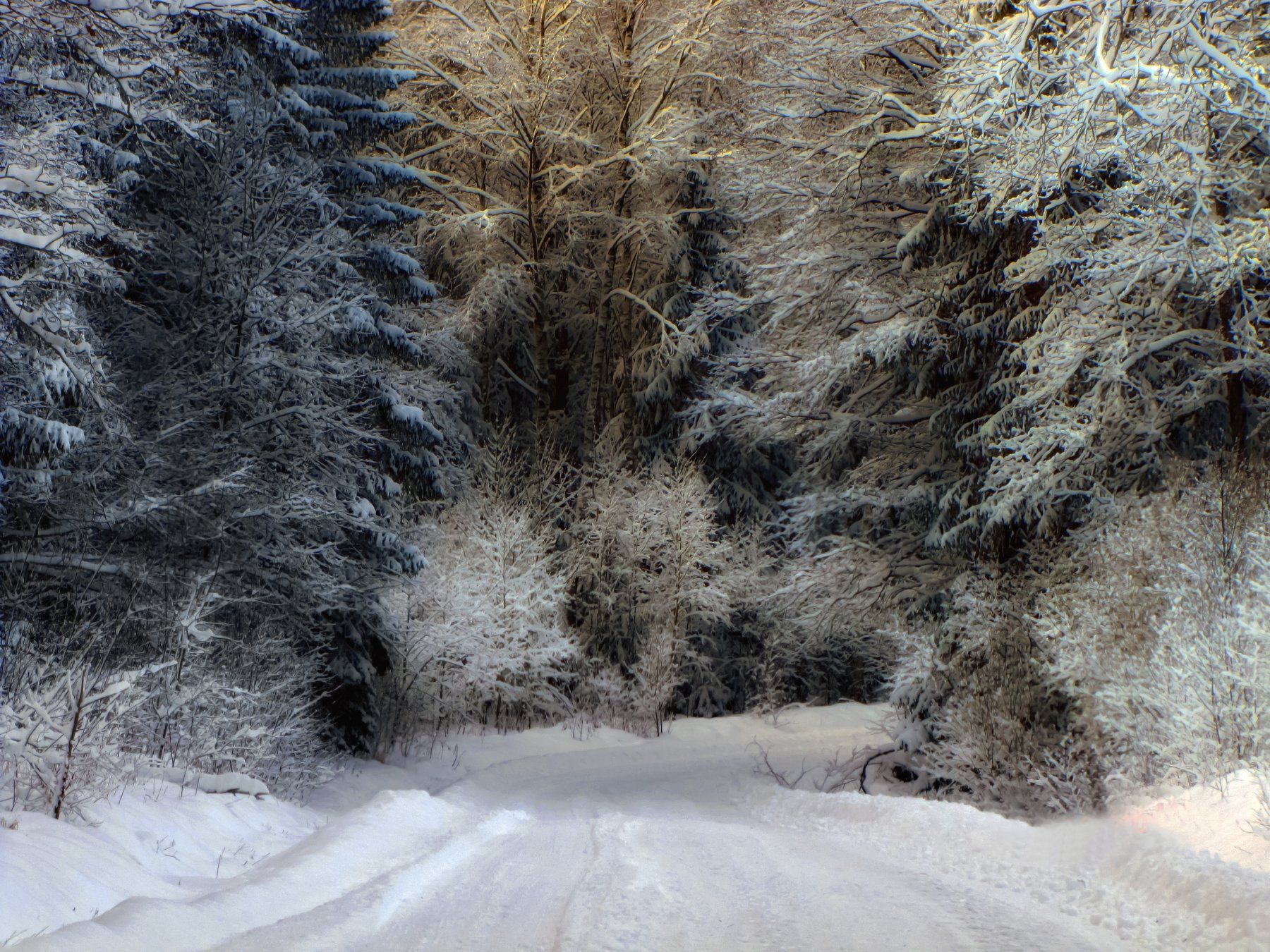 spruces,  winter, forest, snow, nature, natural,photography, beautiful, landscape,outdor, rural,road,, DZINTRA REGINA JANSONE