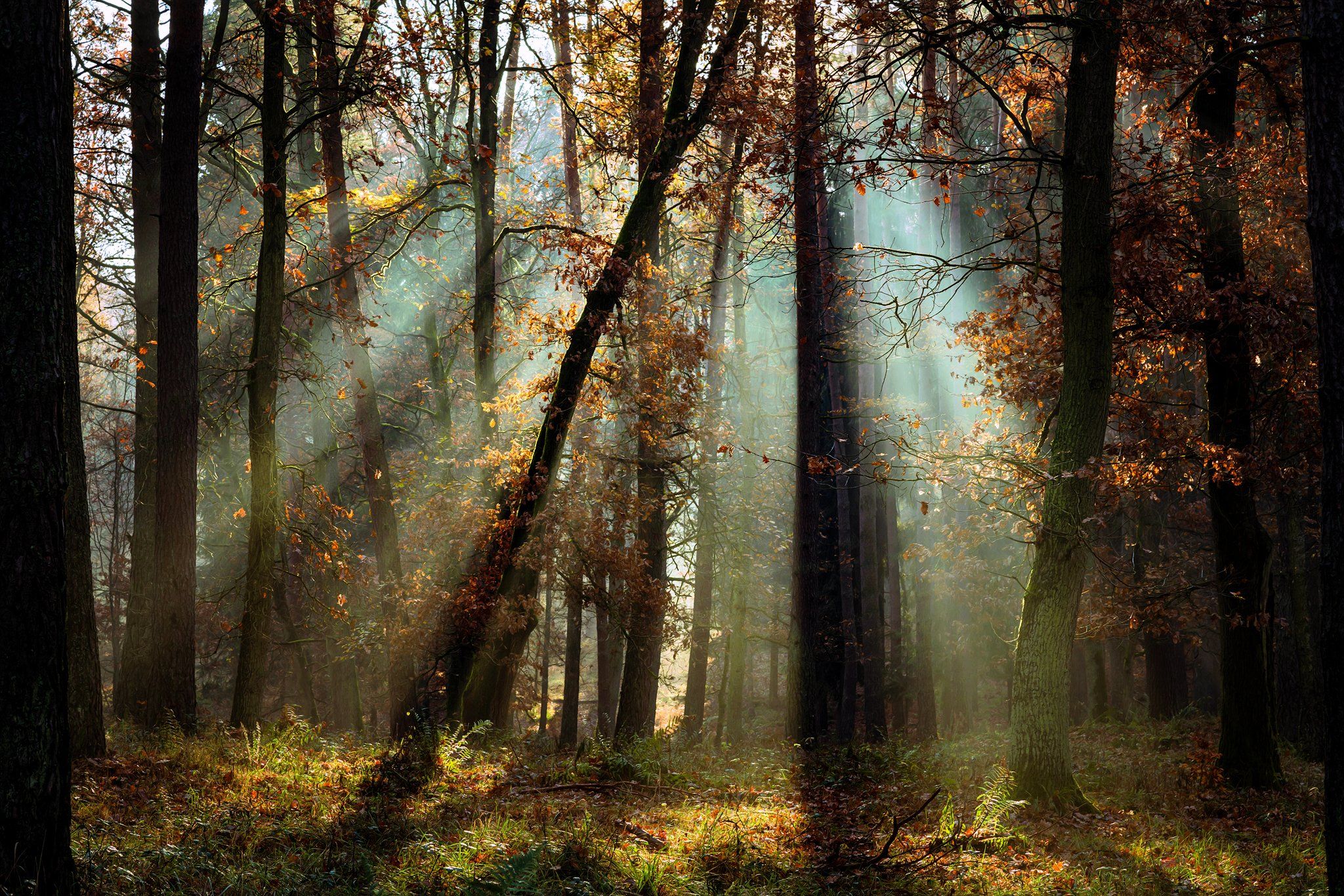 forest light лесной свет trees autumn magic mist dranikowski light beams fall tree las, Radoslaw Dranikowski