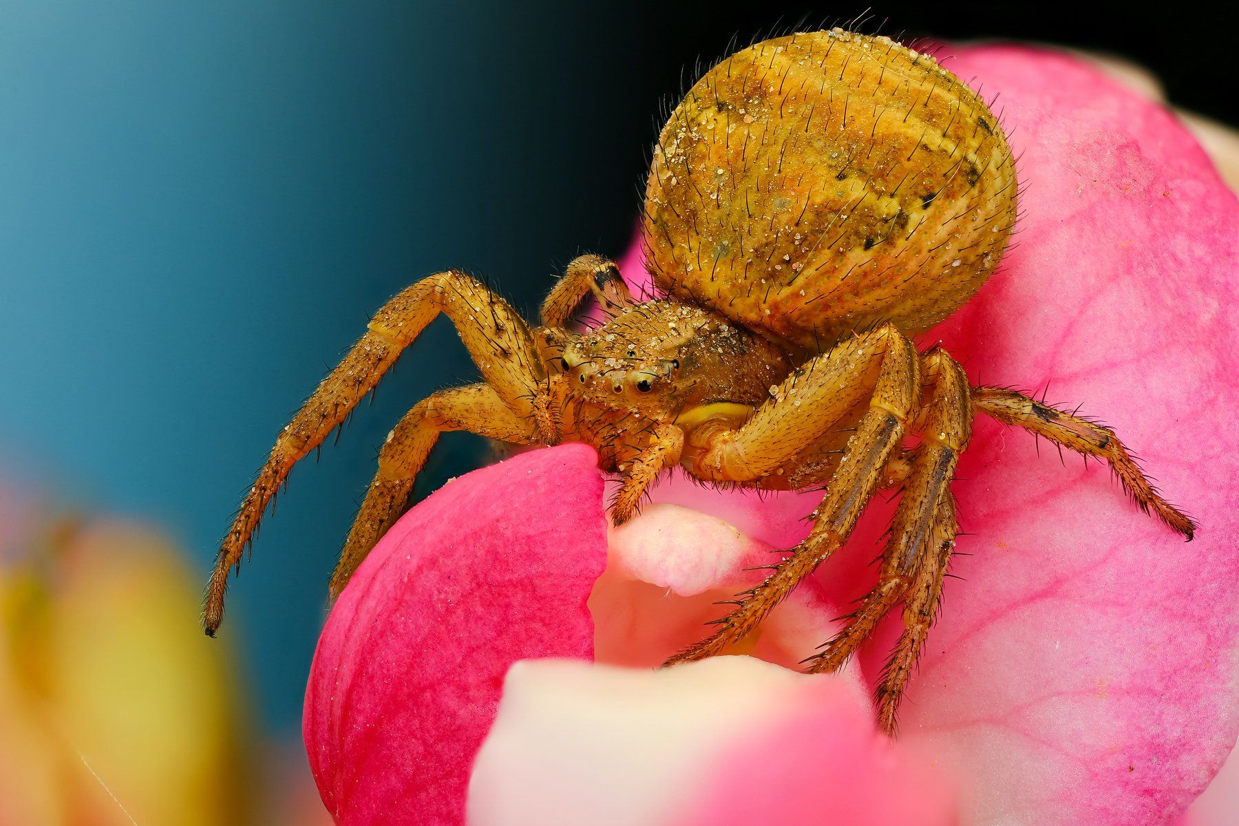 паук макро природа цветок цвет розовый синий растение, Андрей Шаповалов