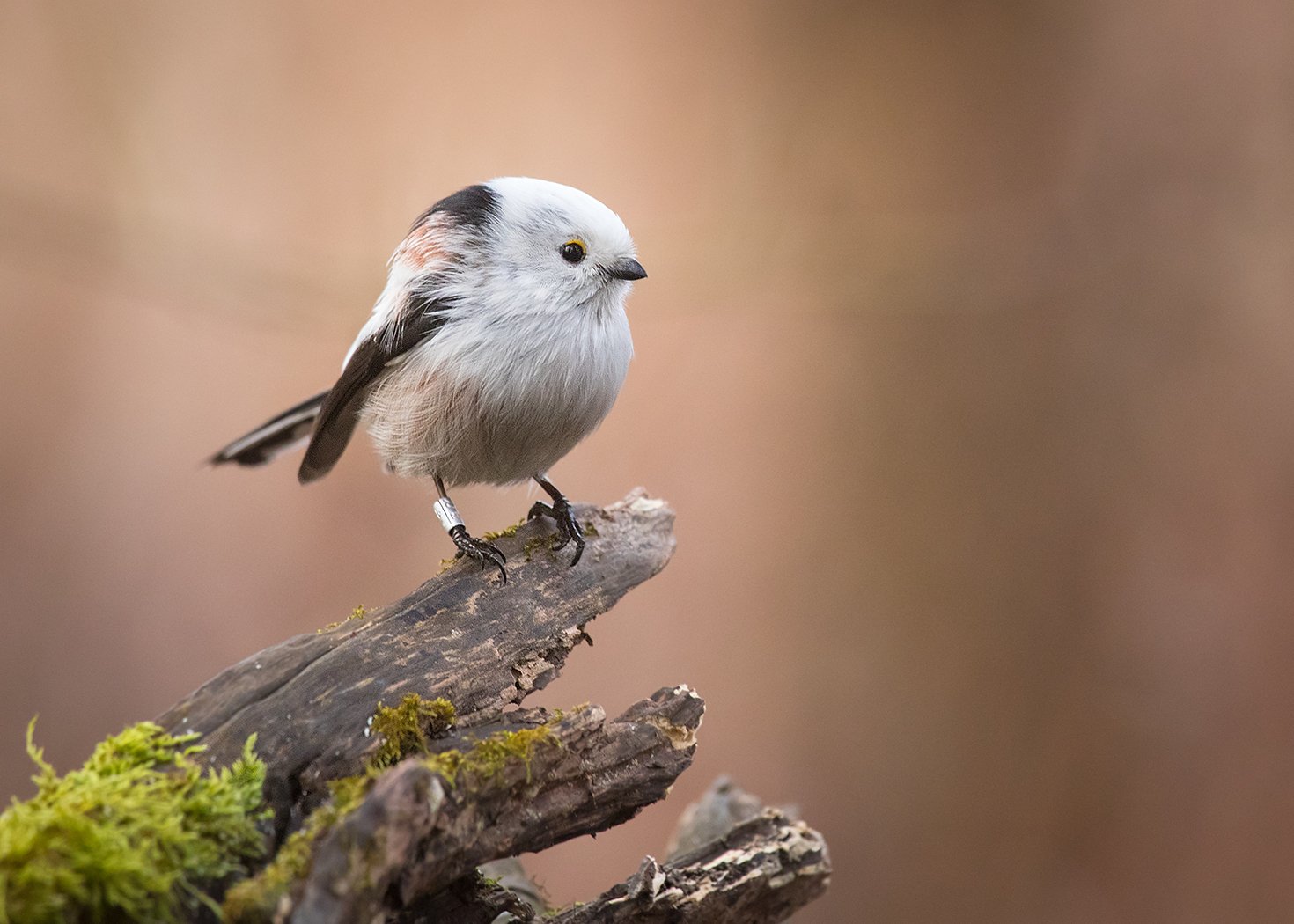 , Robert Adamec