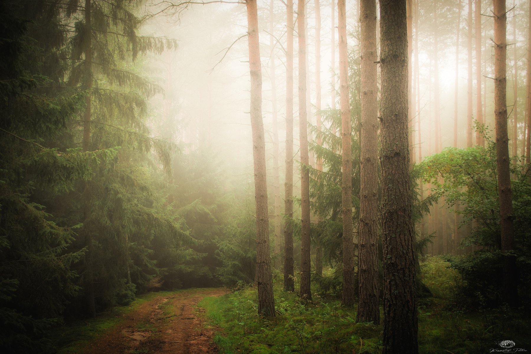 Forest.Trees,Fog,Nature,Atmosphere,Nikon,Mist,Landscape,Path,Sunlight,Dawn,Light,, Krzysztof Tollas