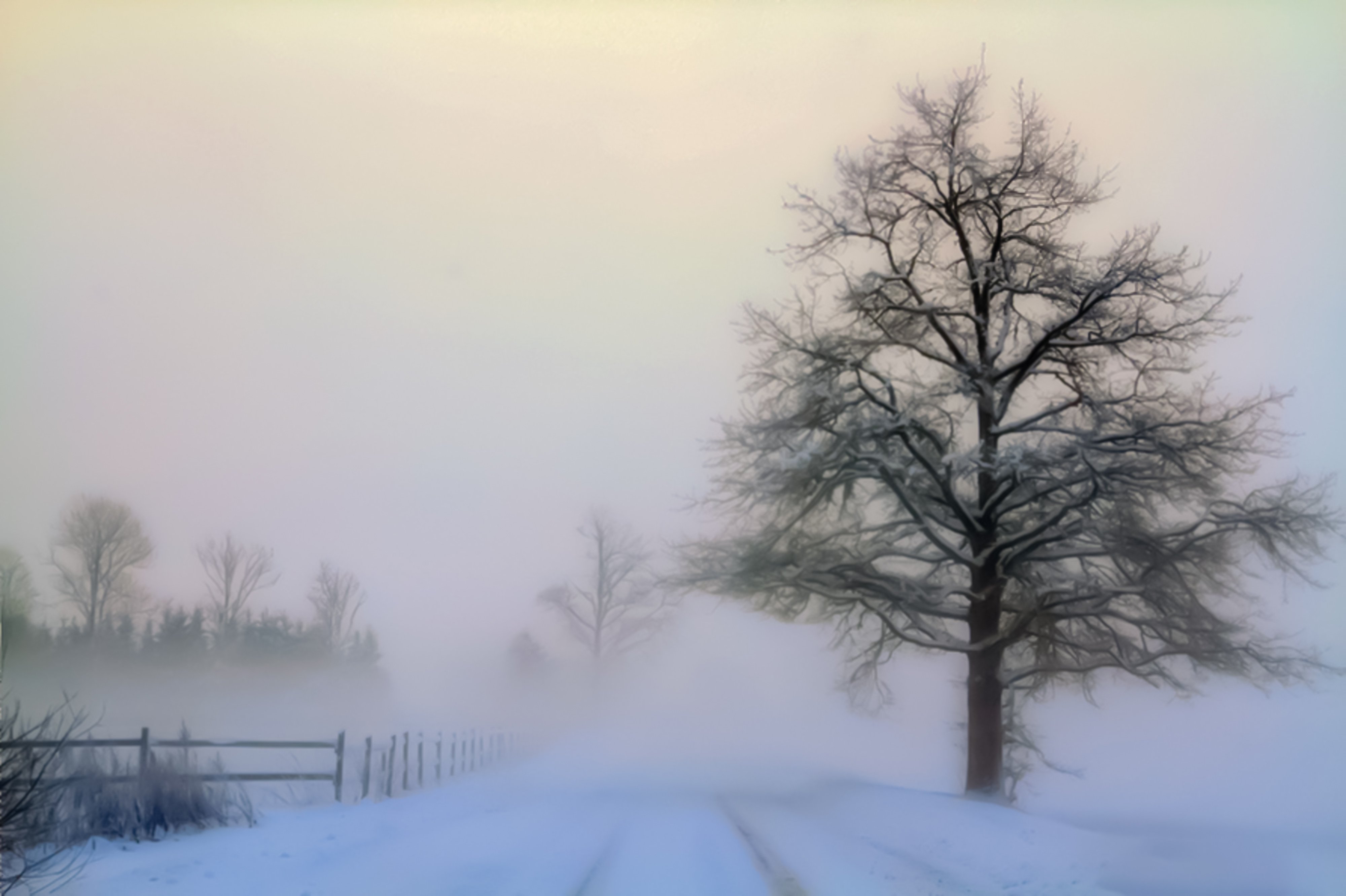 mist,day, country, countryside, outdoor, winter,tree,road,snow, DZINTRA REGINA JANSONE