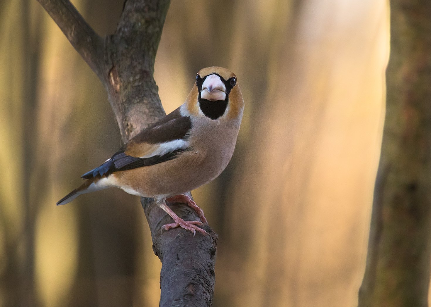 , Robert Adamec