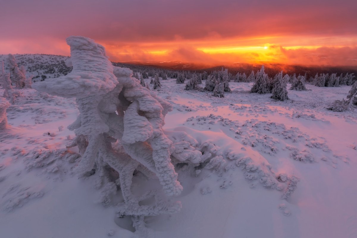 landscape, tree, sunrise, panorama, winter, Petr Fiala