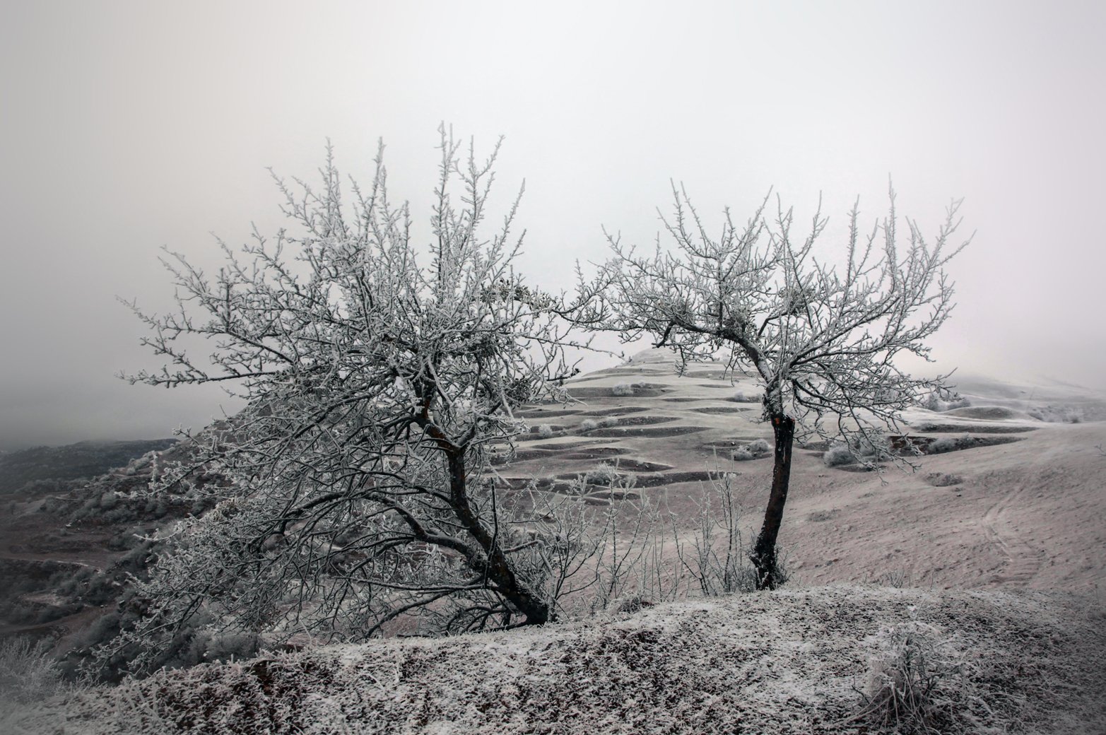 зима,горы,деревья,снег,пейзаж,природа,дагестан.., Marat Magov
