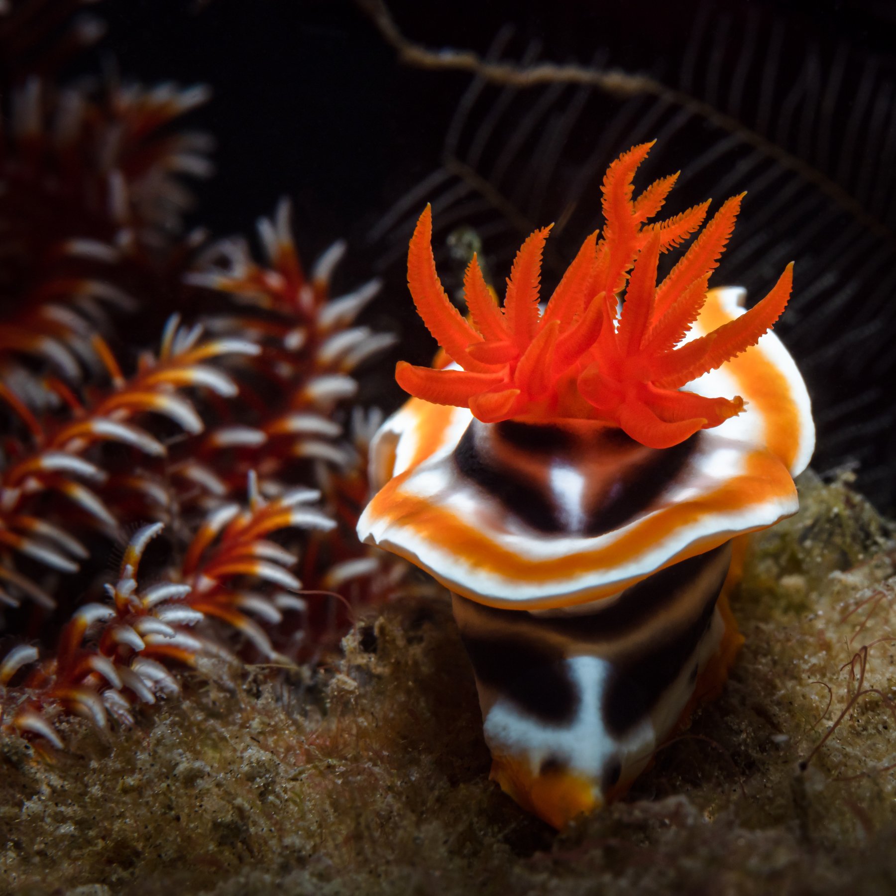 nudibranch, underwater, macro, photography, diving, nature, ocean, seaslug, Андрей Савин