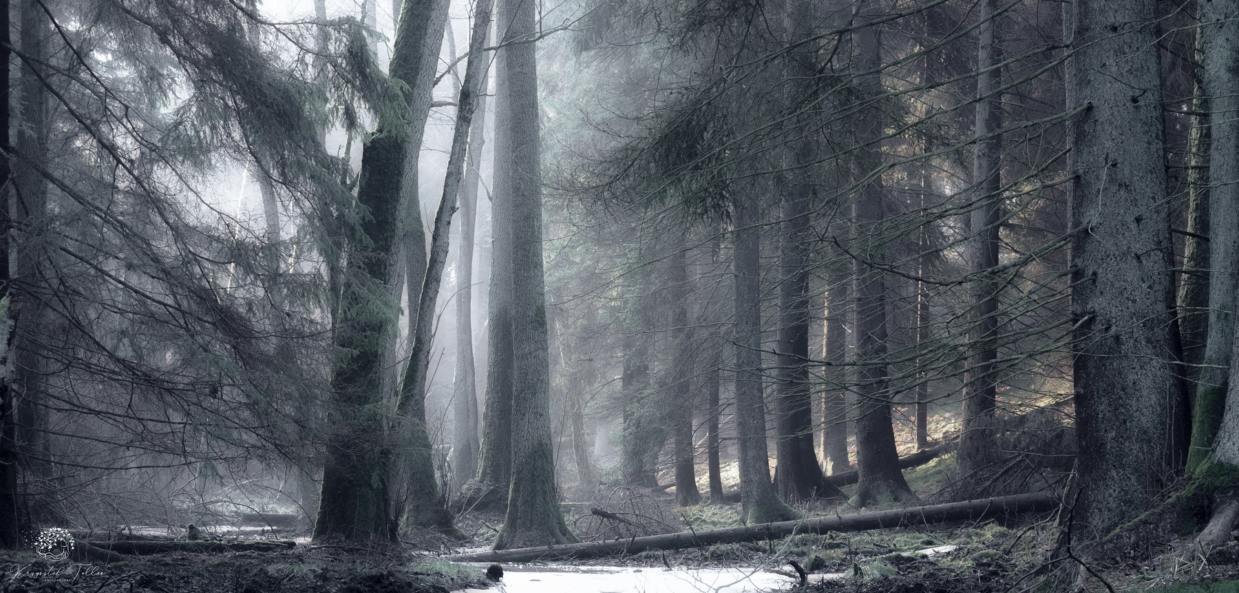 forest,trees,fog,light,winter,dawn,mist,landscape,nature,nikon,sky,atmosphere,frost,, Krzysztof Tollas