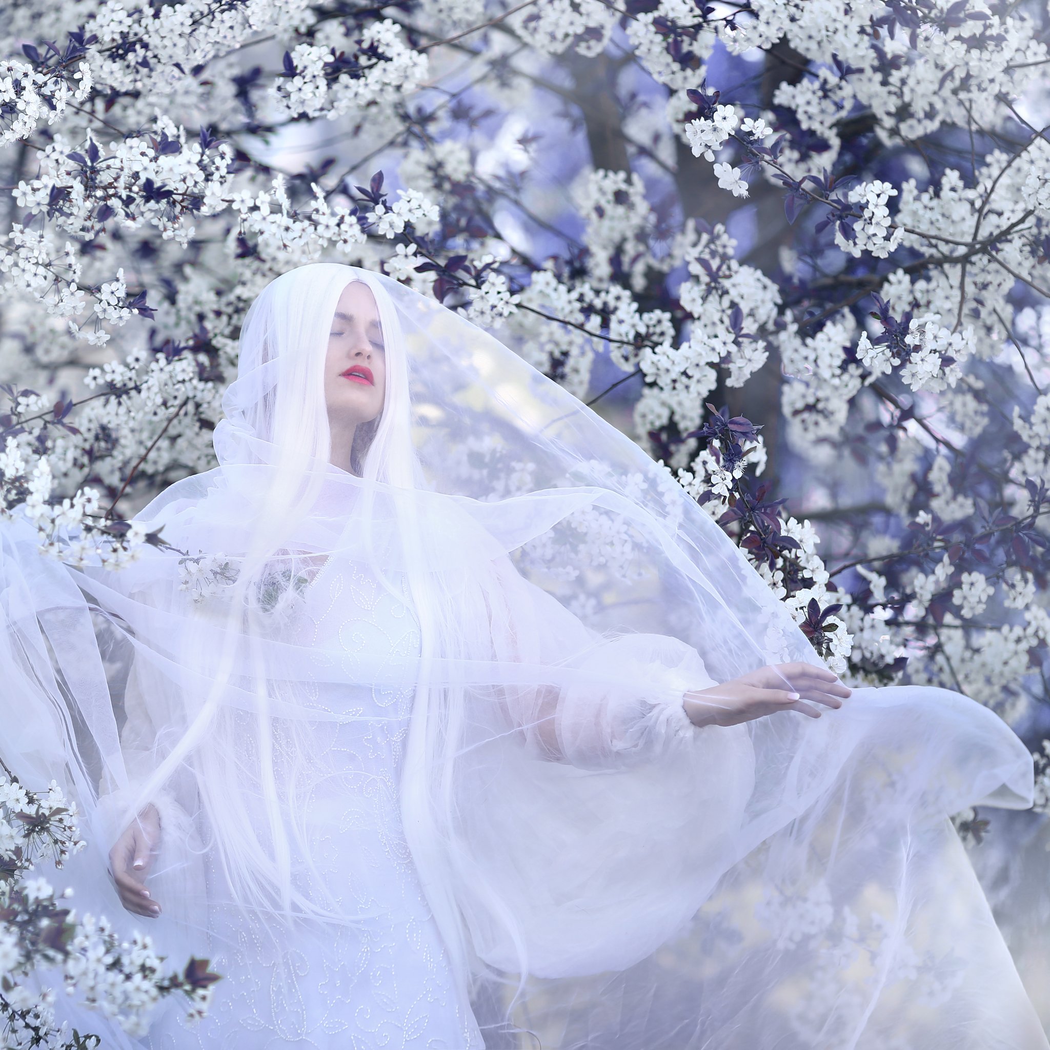 сиреневый, цветение, цветущая вишня, белая вуаль, белый, цветущий сад, Ирина Голубятникова