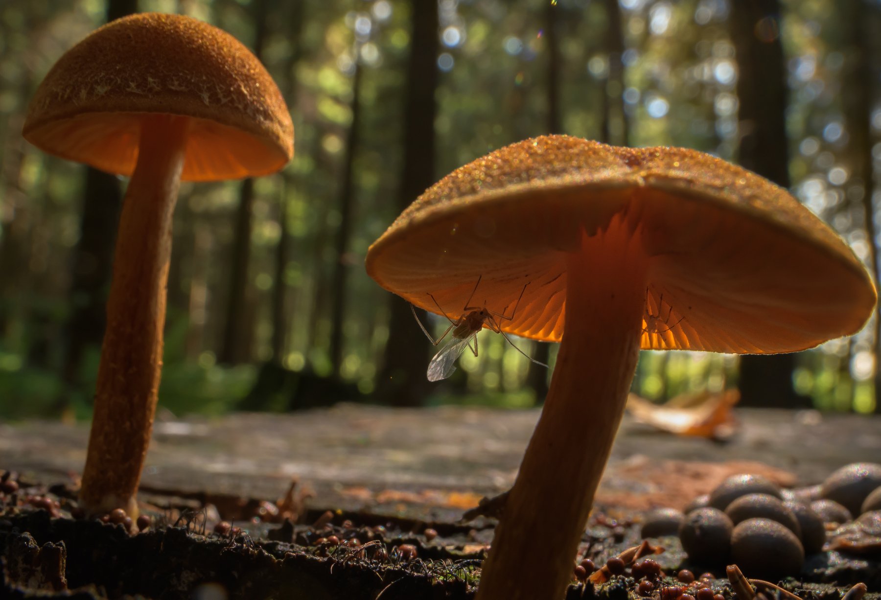 грибочки, еловый лес, пень в лесу, насекомое под шляпкой, Ксения Соварцева