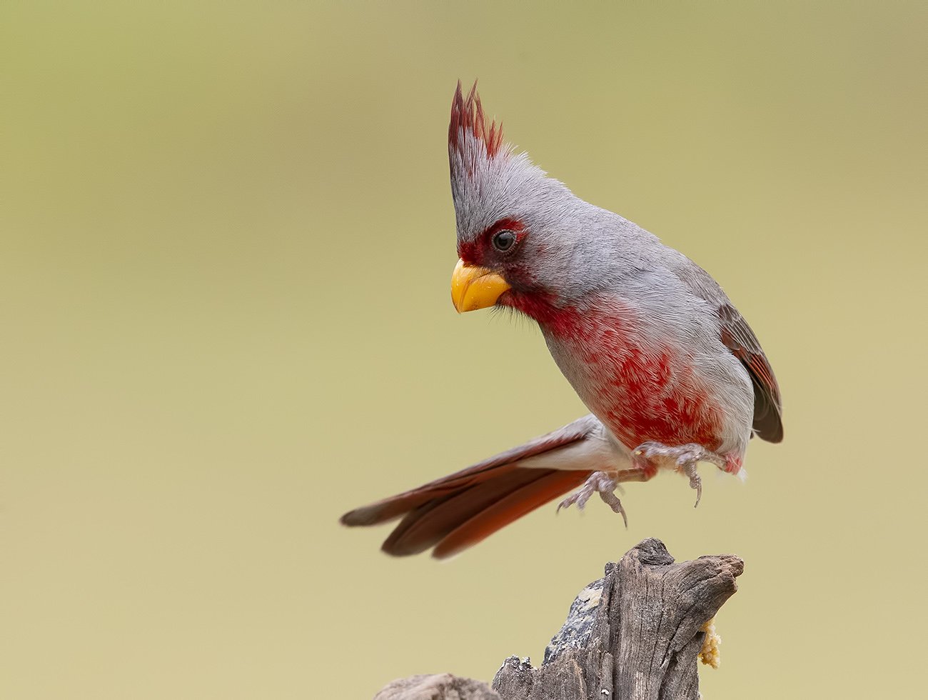 pyrrhuloxia, пустынный кардинал, кардинал, tx, texas,cardinal, Elizabeth Etkind