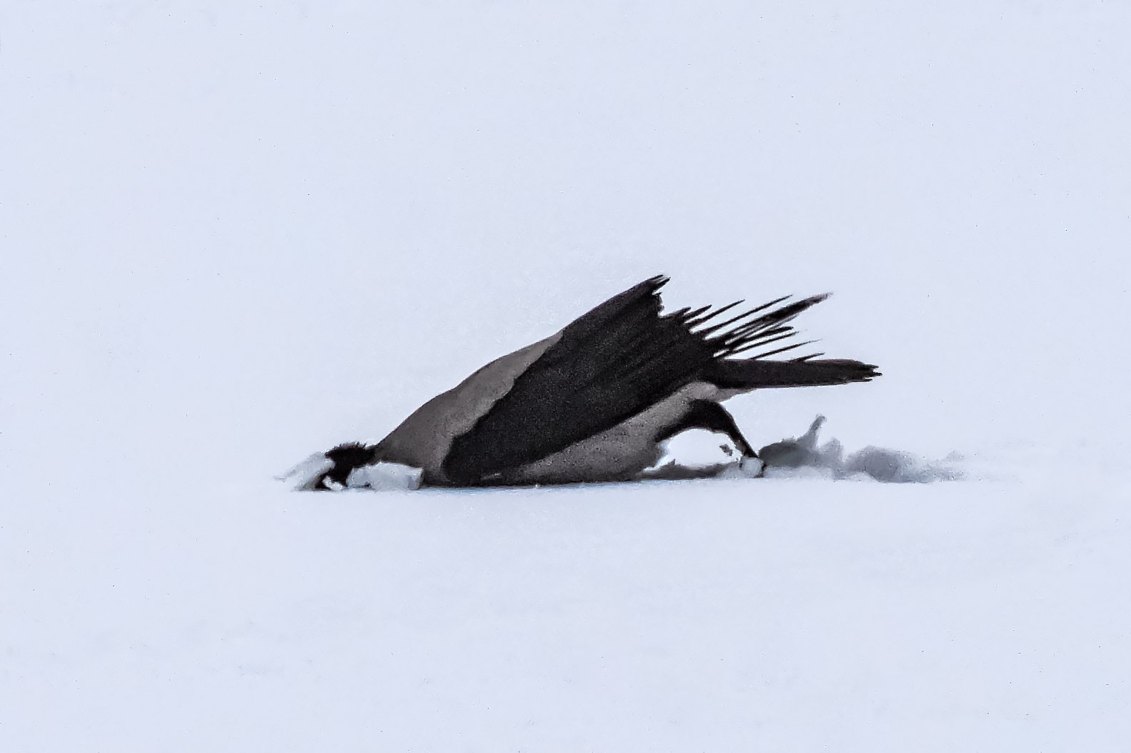птица,ворона, Сергей Духанин