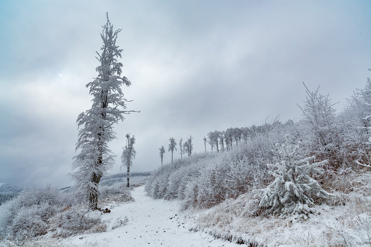 , Деян Косев