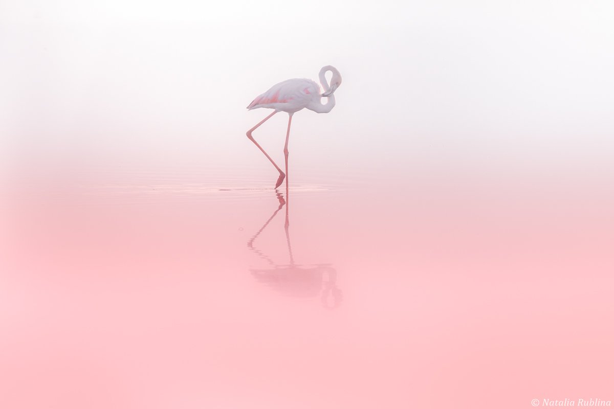 фламинго,птицы,животные,минимализм,природа,умиротворение,розовый,птица, Наталья Рублина